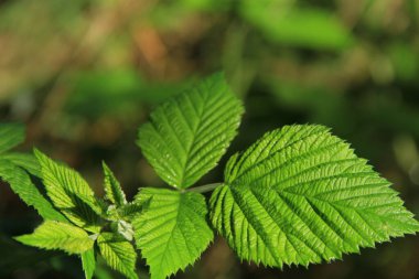 Telefonlar ve tabletler için doğal bir geçmiş. Çiy damlalarında güneş ışığı.