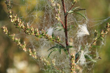 Telefon ve tabletler için örümcek ağı olan bir arka plan. Ukrayna 'da sonbahar sabahları.