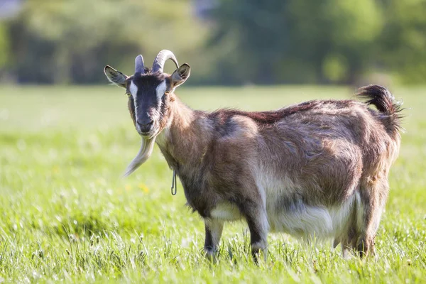 Useful animals Stock Photos, Royalty Free Useful animals Images | Depositphotos Useful animals Stock Photos, Royalty Free Useful animals Images | Depositphotos