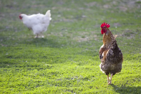 Grown healthy white hen and big brown rooster feeding on fresh first green grass outside in spring field on bright sunny day. Chicken farming, healthy meat and eggs production concept.