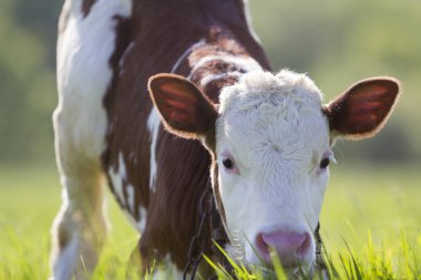 Yakın çekim Genç beyaz ve kahverengi buzağı arıyorum yeşil alanı ile taze bahar çimen bulanık ağaçlar arka plan üzerinde kamera zincirleme ince ayak üzerinde. Sığır yetiştiriciliği, süt ve et üretim kavramı.