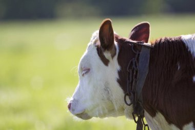 Yakın çekim profil ile zinciri boynuna sarı bulanık bokeh arka plan üzerinde beyaz ve kahverengi buzağı portresi. Hayvanları koruma, sığır tarım, Hayvancılık, süt ve et üretim kavramı.