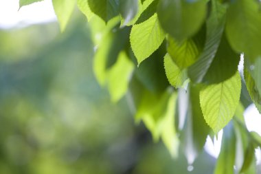 Güzel taze yeni parlak yaprakları kiraz ağacının bulanık parlak yeşil ve beyaz bokeh arka plan üzerinde yaz güneş ışığında parlayan çiy damlaları ile Close-up. Güzellik ve doğa kavramı korunması.