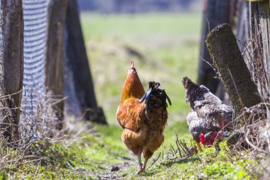 Açık havada taze ot ile yeşil çayır içinde parlak güneşli günde besleme büyük güzel güzel kırmızı kahverengi tavuk arka plan bulanık. Kümes hayvanları yetiştiriciliği, tavuk eti ve yumurta kavramı.