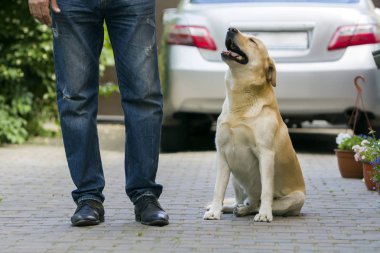 Büyük açık sarı köpek yetiştirilen Labrador oturan adam bacak ve seyir'ndapek kadar bulanık arka görüş araba ve yeşil bitkiler arka plan, döşeli. Dostluk, bakım, sevgi ve bağlılık kavramı.