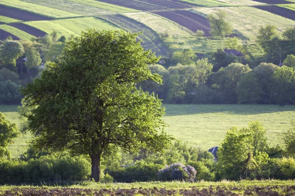 Krásné Klidné Jaro Široké Panorama Zelené Louky Táhnoucí Obzoru Pod — Stock fotografie