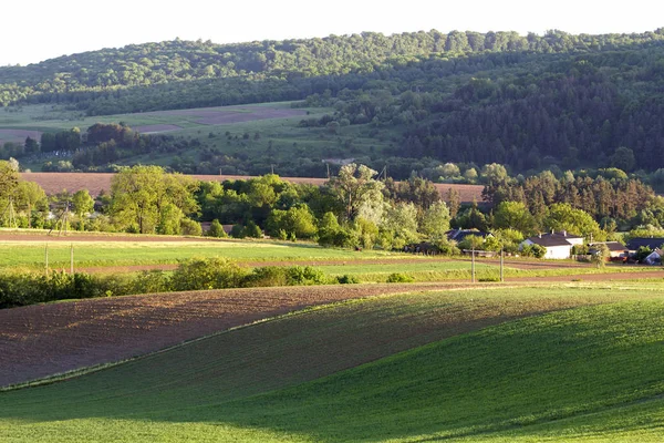 Прекрасна Широка Панорама Оранжевих Зелених Полів Вирощуванням Пшениці Під Яскравим — стокове фото