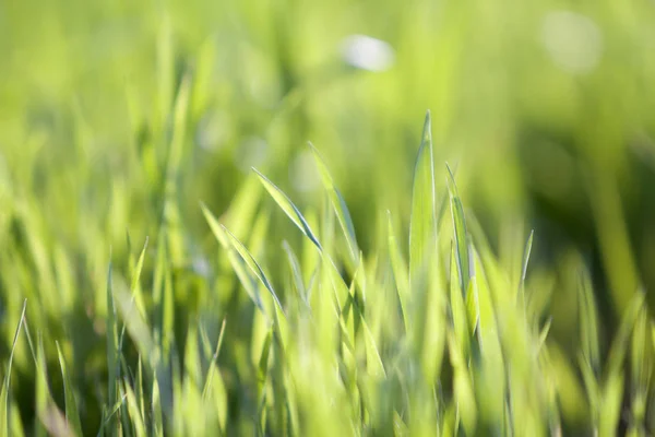 Close Macro Abstract Image Bright Fresh Clean Light Green Grass — Stock Photo, Image