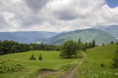 Geniş huzurlu yaz manzara. Ufuk yeşil otsu çayır ve güneşe doğru ile yoğun orman kaplı uzak Dağları tarafından yaktı ağaçlar uzanan boş alan yol. Doğa kavramının güzellik.