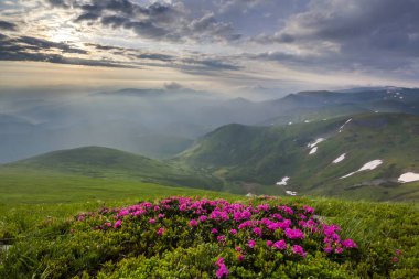 Güneş dağ yamacı çiçek pembe çiçekli tarafından sisli dağlar yeşil çim ve kar arka plan parlak mavi bulutlu gökyüzü altında yamalari ile yaktı. Ekoloji sorunları ve doğa kavramının güzellik.