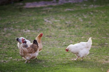 Üç sağlıklı beyaz ve kahverengi tavuk dışında yeşil çimenlerin üzerinde parlak güneşli günde eski ahşap ahır duvar backgroundspring kırsal bahçede yetiştirilen. Tavuk yetiştiriciliği, sağlıklı et ve yumurta üretim kavramı.