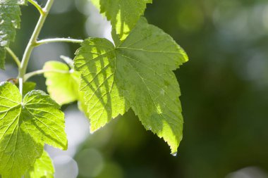 Büyük güzel parlak taze parlak frenk üzümü yakın çekim yaz güneş ışığı altında bulanık parlak yeşil bokeh arka plan üzerinde parlayan bırakır. Güzellik ve doğa, tarım ve Bahçe kavramı koruma.