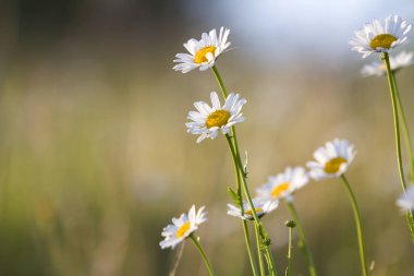 Sabah güneşi alan veya bahçe bulanık sisli yumuşak yeşil zemin üzerine yüksek sapları üzerinde büyüyen tarafından ihale güzel vahşi beyaz daises yakın çekim izole grup yaktı. Güzellik ve uyum doğa kavramının.
