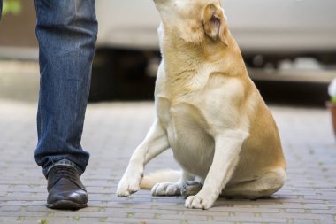 Büyük yetişkin açık sarı köpek Labrador oturan adam bacak ve bulanık güneşli açık havada arka plan üzerinde sahibi bakarak'ndapek döşeli yakın çekim detayını. Dostluk, bakım, sevgi ve bağlılık kavramı.