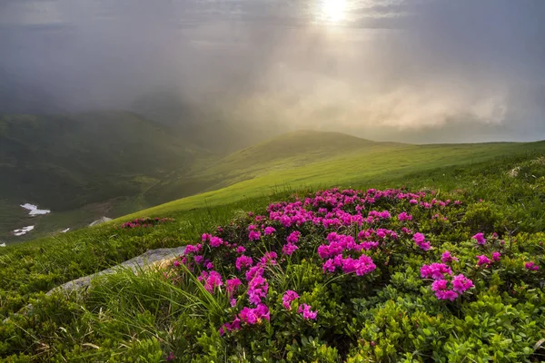 Krásný Pohled Růžový Rododendron Rue Květin Horském Svahu Mlhavé Kopci — Stock fotografie