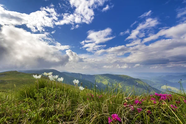 Amplo Panorama Montanha Verão Lindas Flores Brancas Vermelhas Florescendo Grama — Fotografia de Stock