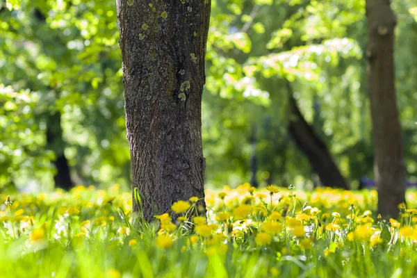 Güzel bahar ya da yaz vahşi orman ya da parlak güneşli bir günde park. Kalın büyük ağaç gövdesi ve bolca çiçek açan çiçekler bulanık yeşil yeşillik bokeh arka plan üzerinde sarı. Doğa kavramının güzellik.