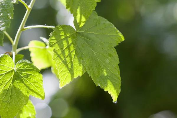 Büyük güzel parlak taze parlak frenk üzümü yakın çekim yaz güneş ışığı altında bulanık parlak yeşil bokeh arka plan üzerinde parlayan bırakır. Güzellik ve doğa, tarım ve Bahçe kavramı koruma.