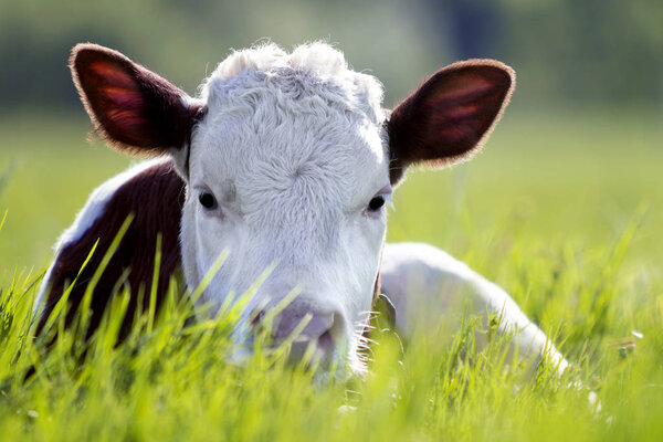 Close-up of white and brown calf looking in camera laying in green field lit by sun with fresh spring grass on green blurred background. Cattle farming, breeding, milk and meat production concept.
