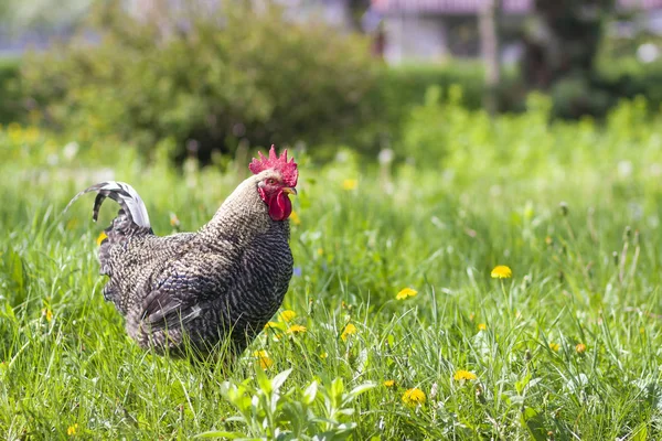 Parlak güneşli bulanık yeşil yaz zemin üzerine yüksek taze ot güzel büyük yetişkin gri tavuk ayakta Close-up. Tarım, Ekolojik temiz sağlıklı gıda, et ve yumurta üretim kavramı tavuk.