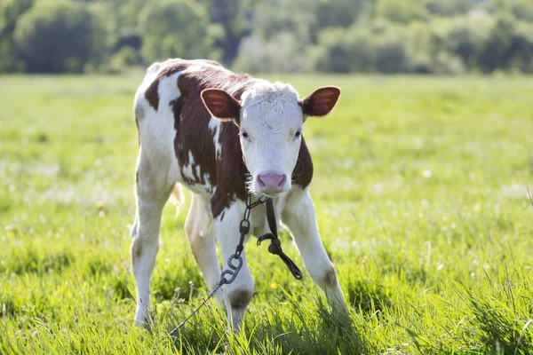 Close Young White Brown Calf Thin Legs Looking Camera Chained — Stock Photo, Image