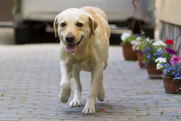 大きな巧妙な光黄色茶色犬ラブラドル レトリーバー犬明るい日当たりの良い夏の日に舗装の庭で銀の光沢のある車の前に立って ガード 保護友情 忠誠心の概念 — ストック写真