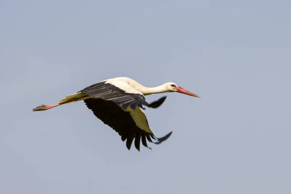 优雅美丽的白鹳鸟与张开的翅膀 黑色的尾巴和长腿飞高在清澈明亮的蓝色万里无云的天空 自然之美 环境问题与野生动物保护 — 图库照片