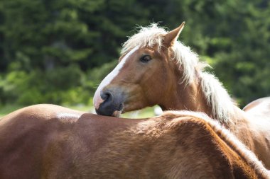 Beyaz çizgili ve uzun yele ile güzel kestane at fotoğraf makinesindeki içeri güneşli yaz çayır bulanık yeşil ağaçlar arka plan üzerinde başka bir ata yaslanmış görünüyor. İstihbarat ve sadakat kavramı.