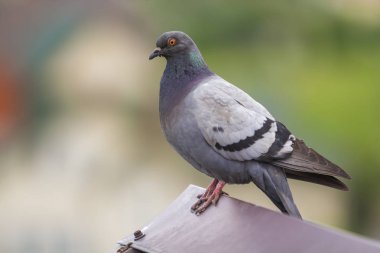 Yakın çekim güzel büyük gri ve beyaz yetiştirilen güvercin turuncu göz ve kalın tüyleri bulanık parlak yeşil bokeh arka plan üzerinde kahverengi metal kiremit çatı üstüne tıraşlama portresi.