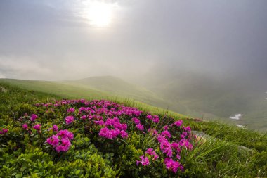 Güneş bolca çimenli dağ çayır yoğun ormangülü rue Bush parlak pembe çiçekler ve mavi bulutlu gökyüzü altında yeşil yaprakları ile çiçeklenme tarafından yaktı. Ekoloji sorunları ve doğa kavramının güzellik.