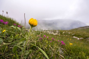 Close-up ihale yeşil ile yüksek kök üzerinde parlak sarı çiçek çiçek açan bulanık Dağları arka plan dik çimenli tepeye yaprak sun tarafından yaktı. Ekoloji sorunları ve doğa kavramının güzellik.
