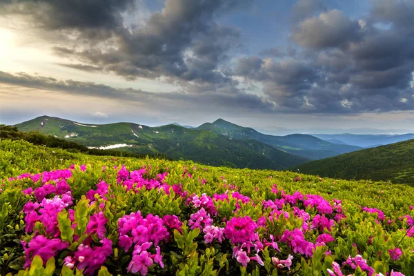 Bela Vista Rododendro Rosa Rue Flores Florescendo Encosta Montanha Com — Fotografia de Stock