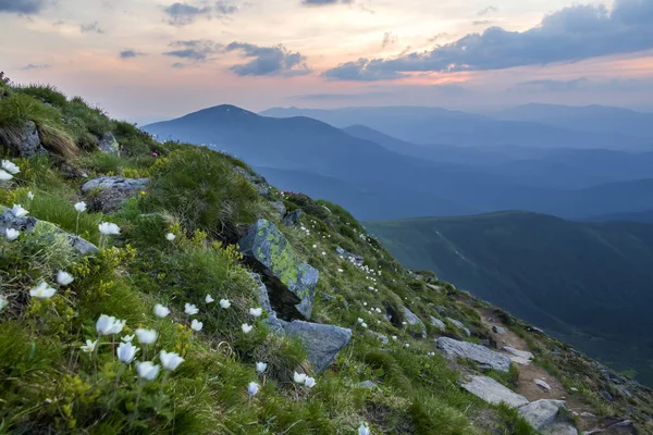 Wide summer mountain panorama at dawn. Beautiful white flowers blooming in green grass among big rocks and mountain range under pink sky before sunrise. Tourism, ecology and beauty of nature concept.