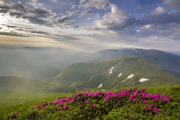 Lit Pendio Sole Montagna Con Fiori Rosa Fiore Montagne Nebbiose — Foto Stock