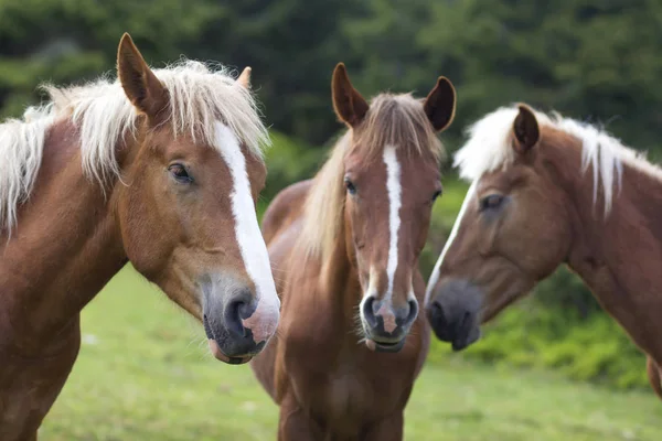 Funny Horse Conference Sunny Meadow Close Shot Three Chestnut Horses — Stock Photo, Image