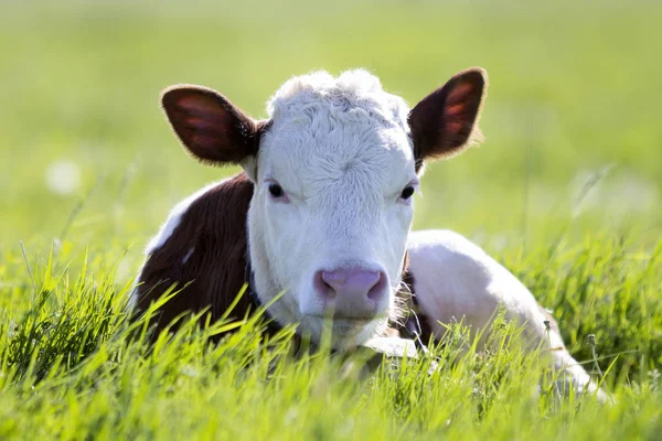 Close White Brown Calf Looking Camera Laying Green Field Lit — Stock Photo, Image