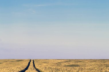 Bir buğday alan peyzaj yaz aylarında toprak yol yol