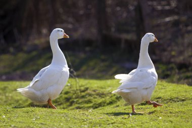 İki büyük kaz huzur içinde birlikte karanlık bulanık forest doğru yeşil otsu çayır parlak güneşli gün yürüyüş beyaz. Güzellik kuşlar, Aile içi Tavukçuluk ve yaban hayatı koruma kavramı.