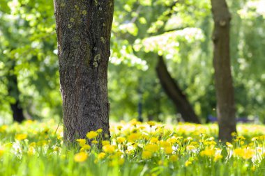 Güzel bahar ya da yaz vahşi orman ya da parlak güneşli bir günde park. Kalın büyük ağaç gövdesi ve bolca çiçek açan çiçekler bulanık yeşil yeşillik bokeh arka plan üzerinde sarı. Doğa kavramının güzellik.