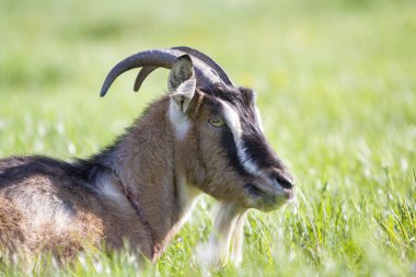 Kahverengi yerli shaggy yetişkin keçi uzun boynuzları, ciddi sarı gözler ve bulanık bokeh parlak yeşil bahar alan arka plan üzerinde beyaz sakalı ile yakın çekim portre. Yararlı hayvanlar kavramı tarım.