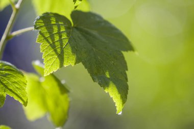 Büyük güzel parlak taze parlak frenk üzümü yakın çekim yaz güneş ışığı altında bulanık parlak yeşil bokeh arka plan üzerinde parlayan bırakır. Güzellik ve doğa, tarım ve Bahçe kavramı koruma.