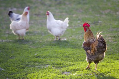 Grup yetişkin sağlıklı beyaz tavuk ve büyük kahverengi horoz taze ilk yeşil çim dışında bahar alan parlak güneşli günde beslenirler. Tavuk yetiştiriciliği, sağlıklı et ve yumurta üretim kavramı.