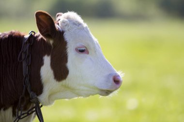 Yakın çekim profil ile zinciri boynuna sarı bulanık bokeh arka plan üzerinde beyaz ve kahverengi buzağı portresi. Hayvanları koruma, sığır tarım, Hayvancılık, süt ve et üretim kavramı.