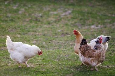 Üç sağlıklı beyaz ve kahverengi tavuk dışında yeşil çimenlerin üzerinde parlak güneşli günde eski ahşap ahır duvar backgroundspring kırsal bahçede yetiştirilen. Tavuk yetiştiriciliği, sağlıklı et ve yumurta üretim kavramı.