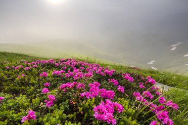 Güneş bolca çimenli dağ çayır yoğun ormangülü rue Bush parlak pembe çiçekler ve mavi bulutlu gökyüzü altında yeşil yaprakları ile çiçeklenme tarafından yaktı. Ekoloji sorunları ve doğa kavramının güzellik.