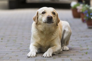 Labrador geri almak büyük akıllı hafif sarı kahverengi komik köpek döşeme yarda bulanık çiçek tencere arka plan üzerinde parlak güneşli döşeli. Güvenlik, koruma, dostluk, sadakat ve bağlılık kavramı.