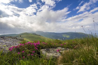 Pembe ormangülü güzel manzarasına rue yeşil çim ve Karpat Dağları ile dramatik bulutlar gökyüzü gün ışığında sisli Hills dağ yamacında çiçek açan çiçekler. Doğa kavramının güzellik.