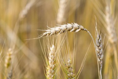 Yakın çekim sıcak renkli altın sarı olgun buğday kafa yumuşak bulanık sisli çayır buğday alan açık kahverengi renkli güneşli yaz gününde üzerinde duruldu. Tarım, tarım ve zengin hasat kavramı.