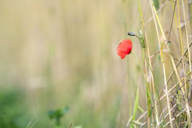 Close-up ihale güzel çiçeklenme yaz güneş kırmızı vahşi haşhaş ve su katılmamış çiçek tomurcuk tarafından bulanık parlak yeşil yaz zemin üzerine yüksek kök üzerinde yaktı. Güzellik ve hassasiyet doğa kavramının.
