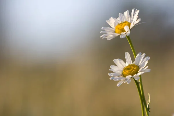 明るい黄色心を つ入札美しいシンプルな白 Daises のクローズ アップはぼやけた霧柔らかい緑背景の高茎に咲く朝の太陽に照らされて 美しさと性質の概念の調和 — ストック写真